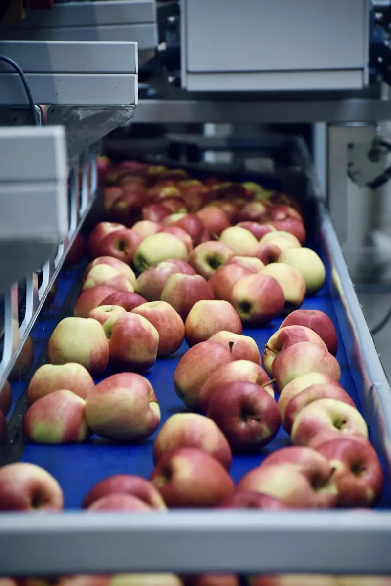 Maçãs numa linha de produção da indústria alimentar